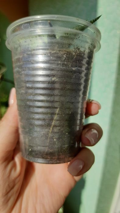 Хавортія Haworthia Limifolia