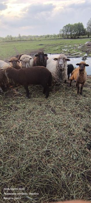 Продам сільськогосподарських тварин, вівці, барани, свині угорська мангалиця.