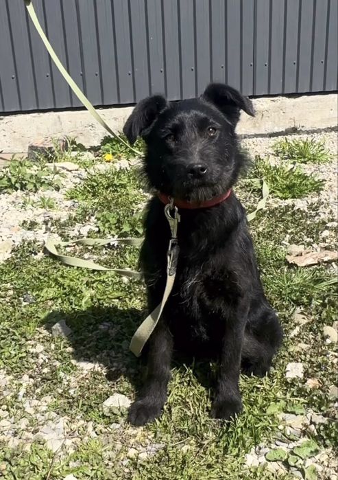 Кайлі шукає дім стерилізована