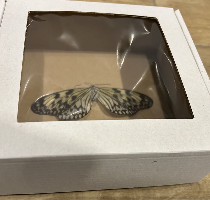 Motyl w gablocie