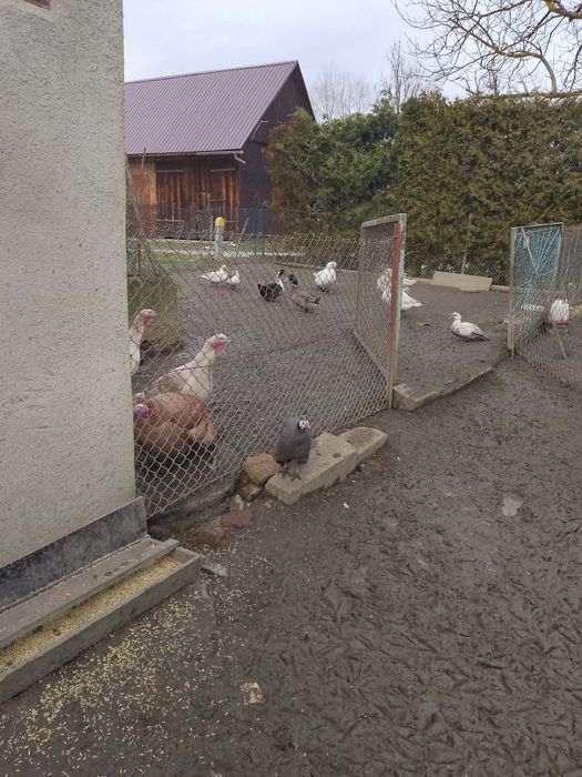 Sprzedam kaczki,gąski i indyki