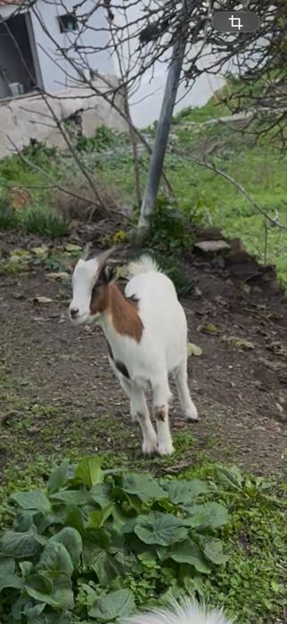 Cabras anãs disponiveis, machos e femeas