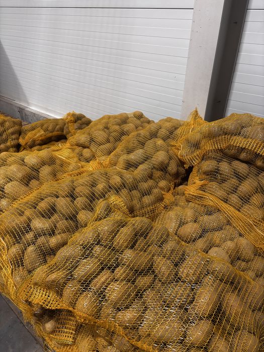 Ziemniaki Soraya 0.90zł/kg