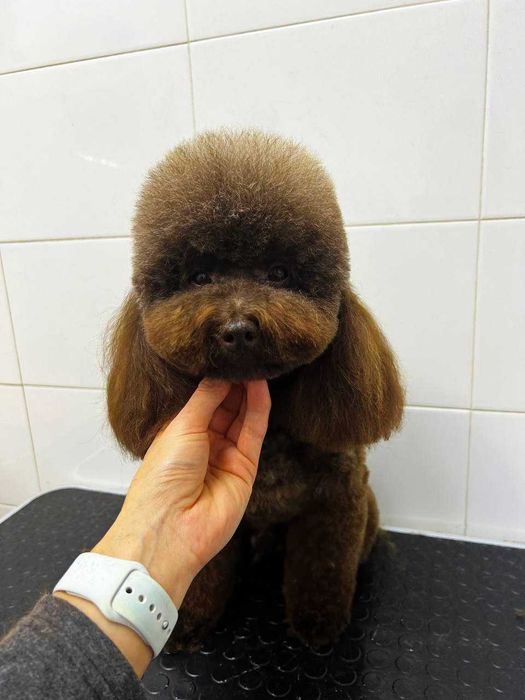 девочки Той Пудель тикап (мини)Китай