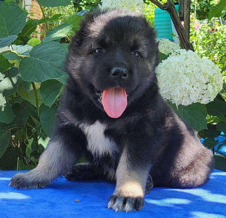 цуценята кавказької вівчарки