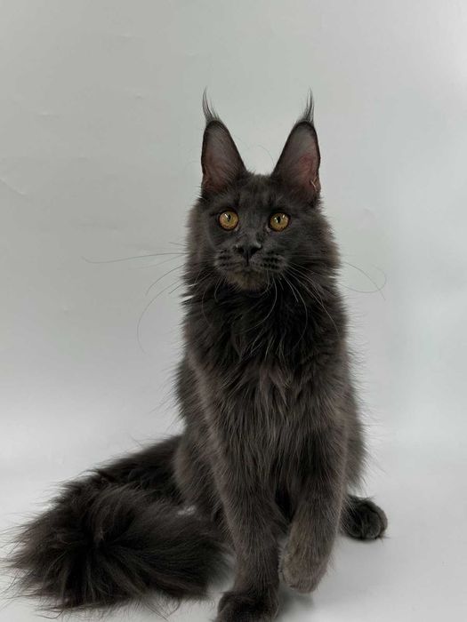 Продам мейн кун  девочка