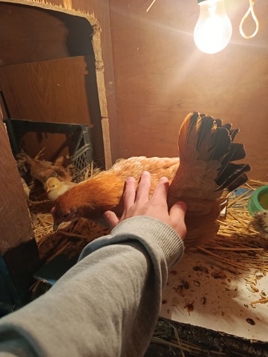 Продам яйцо инкубационное бентамка