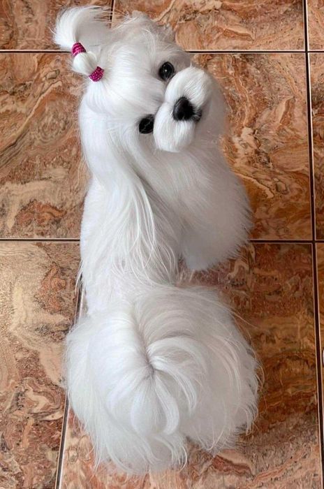 Prześlicznej urody piesek