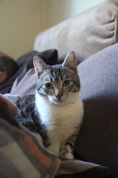 ESTERILIZADA | Gata pequenina disponível para adoção responsável