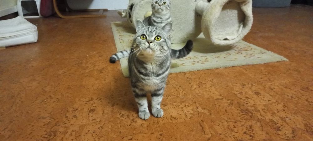 Gato British Shorthair