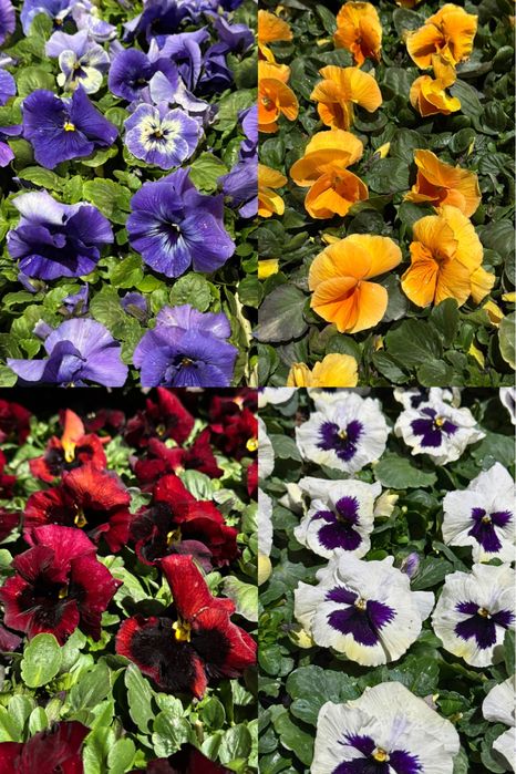 Bratki drobno i grubokwiatowe Stokrotki sprzedaz hurtowa