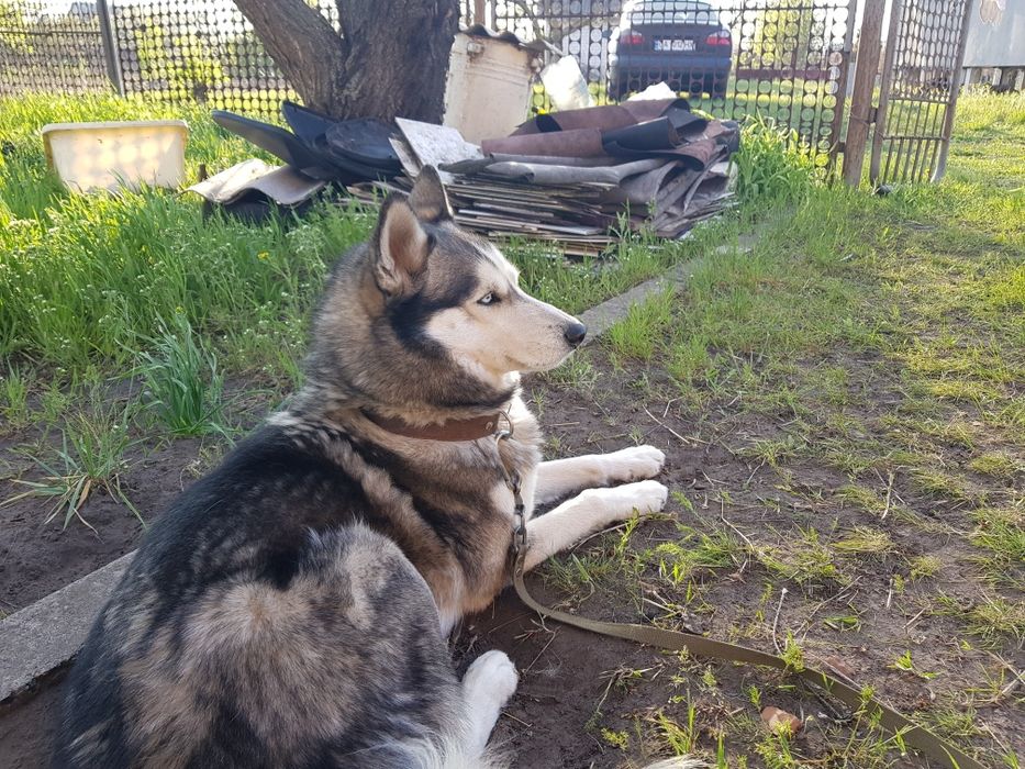 Опытный хаски вязка