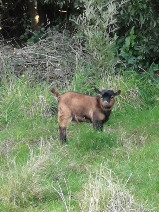 Vendo casal de cabras