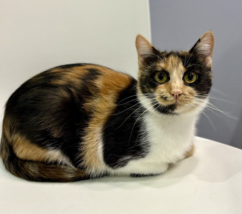 Киця 7 міс Катруся