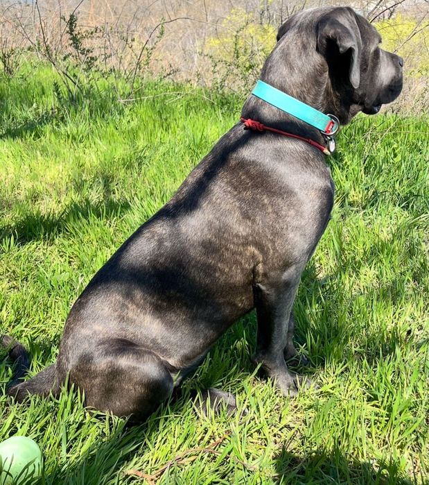 Щенок Кане Корсо