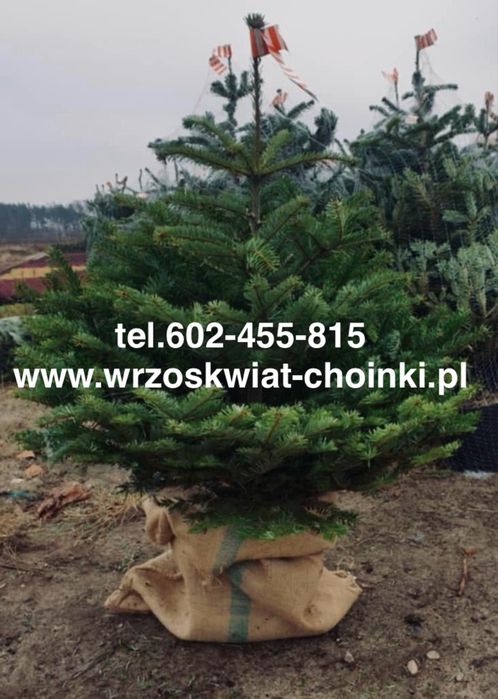 Jodła kaukaska donica 1.60-1.90  jodły świerki choinki