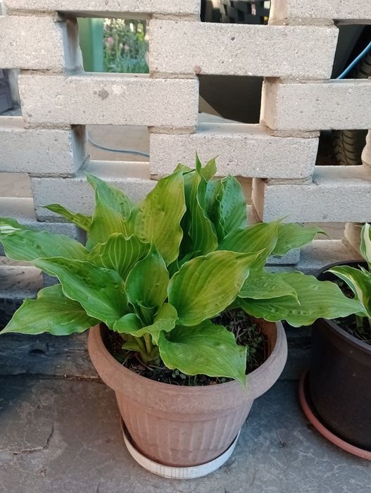 Funkia Hosta wieloletnia