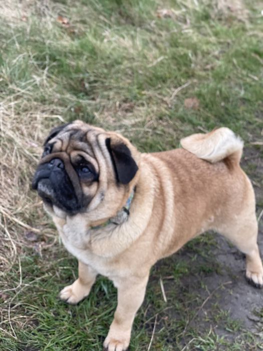 Мопс абрикосовий кобель пропонується для вязки!