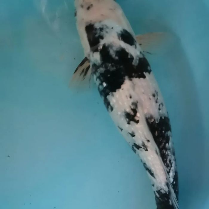 #coppens,#jpd,#кормдлякоі,#коіукраїна,#мальокоі,коіціна,#рибкикоі,#koi