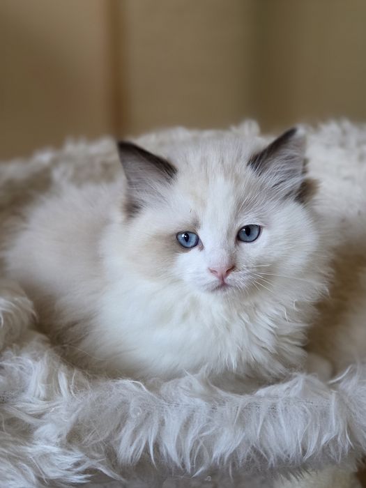 Ragdoll kotka FPL