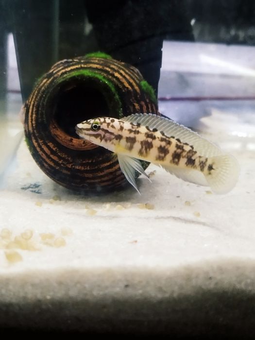 Julidochromis marliera dorosłe para tanganika