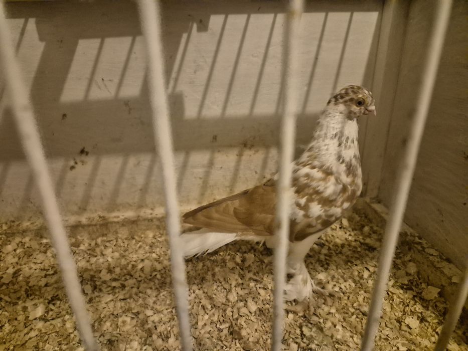 Berlin kapciaty żółty - samiec