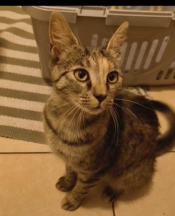 Młodziutka radosna kotka z FeLV do adopcji