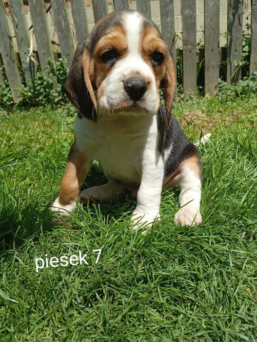 Piękny szczeniak Beagle