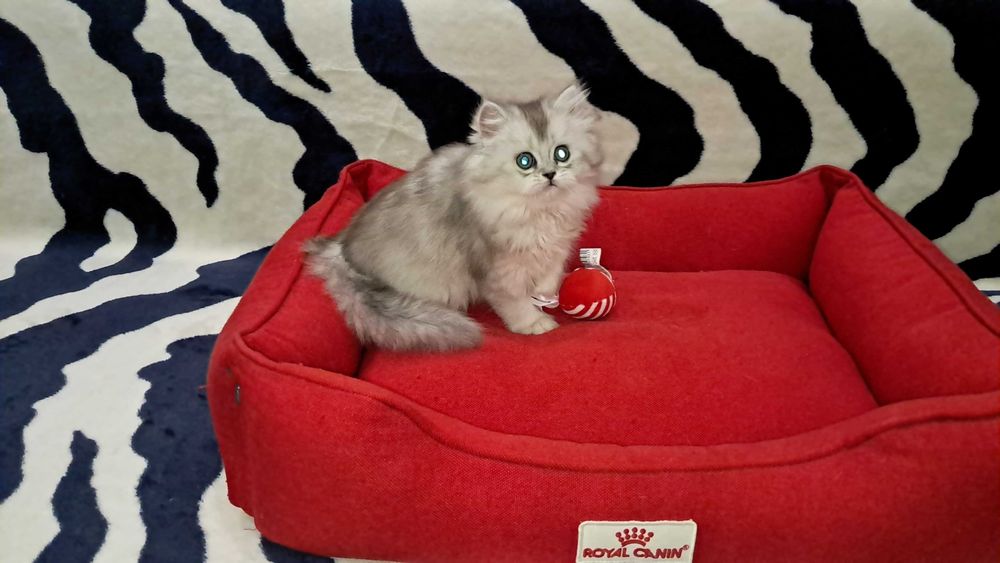 Шотландская пушистая девочка модного окраса серебристая шиншилла.