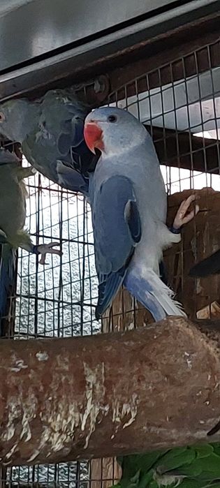 Aleksandrety 24r glowa ogon