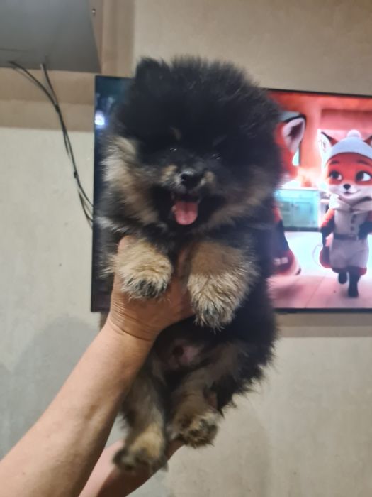 Продам померанських шпіців