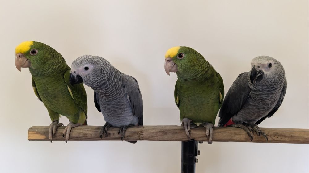 Papagios cinzentos