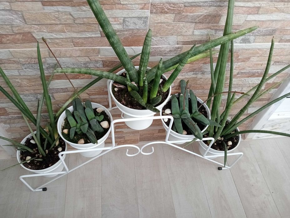 Plantas naturais