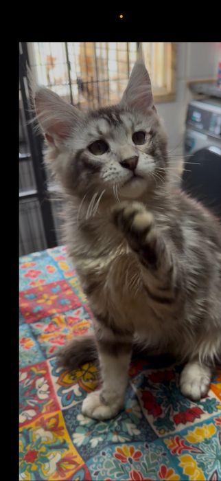 Menina maine coon muito meiguinha disponivel para entrega imediata.