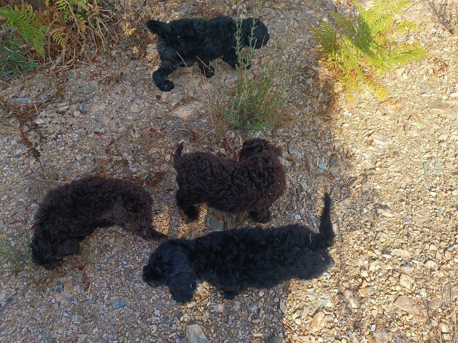 cachorro cão de agua