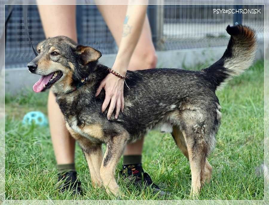 Spokojny Aster szuka domu
