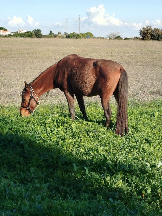 Vendo poldro castanho com dois anos mansinho