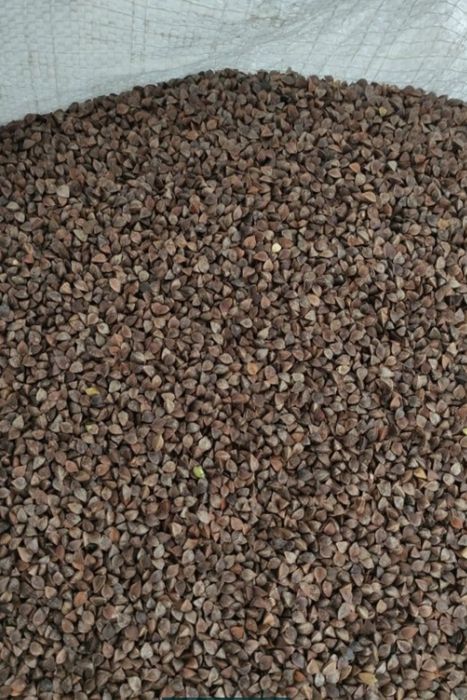 Гречка гречка посівна