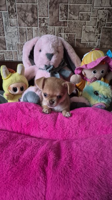 Дівчинка чихуахуа міні