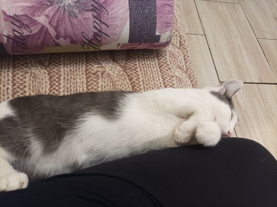Котик ищет  семью