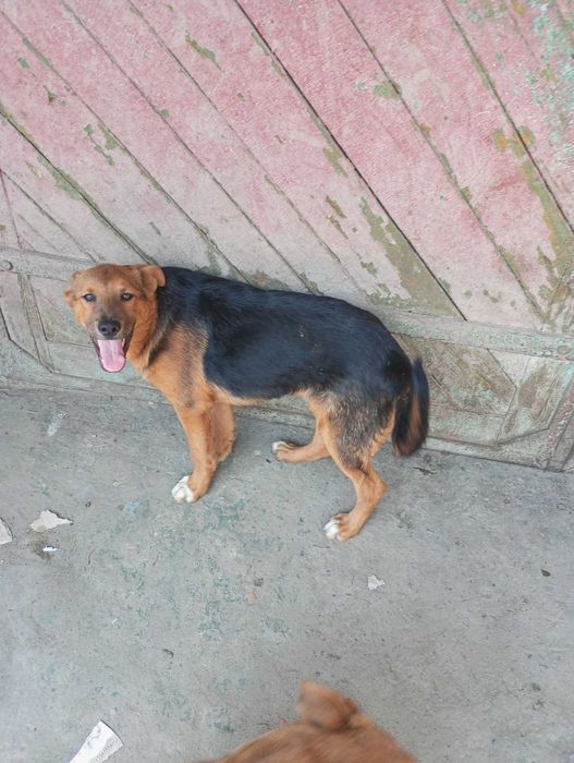 Щенята в добрі руки