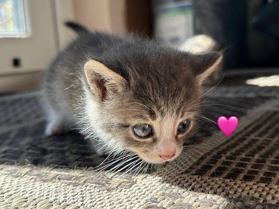 Отдам котят в хорошие руки