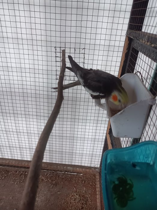 vendo caturra deste ano