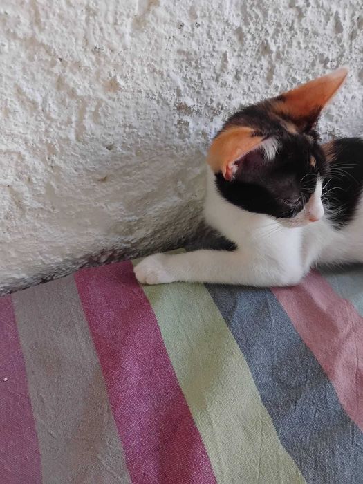 Gata bebé tricolor para adoção consciente