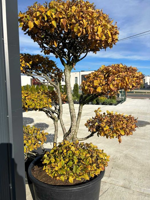 Krzewy formowane - Bonsai