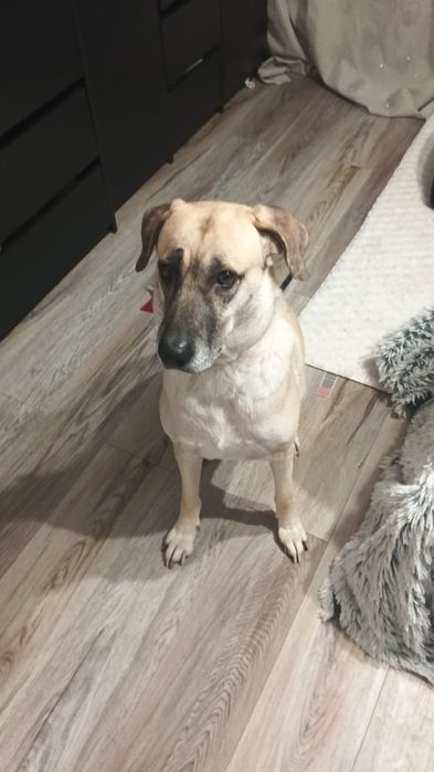 6letnia sky szuka domu