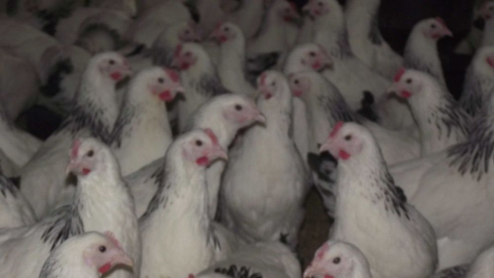 KURY nioski zdrowe piekne Zapraszamy