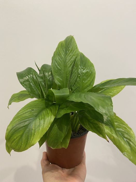 Спатифілум (жіноче щастя)