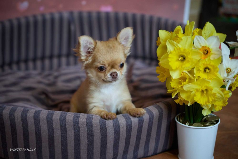 Елітні цуценята ~ Чихуахуа КСУ -