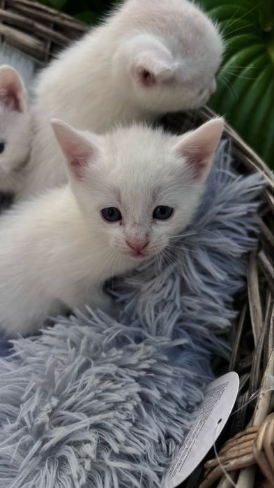Котята ищут любящий дом